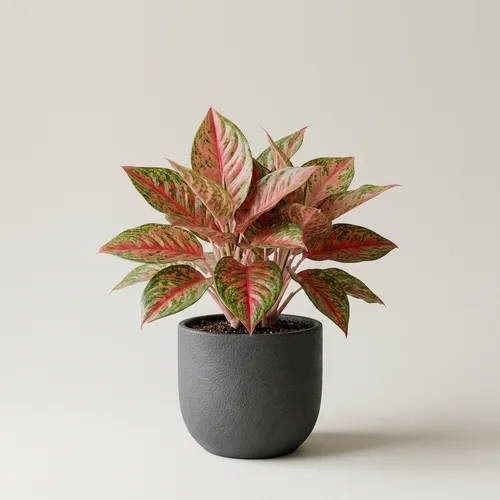 Aglaonema 'Siam Aurora'