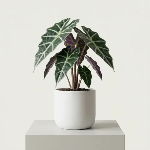 Alocasia amazonica 'Polly'