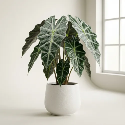 Alocasia (Elephant Ear)