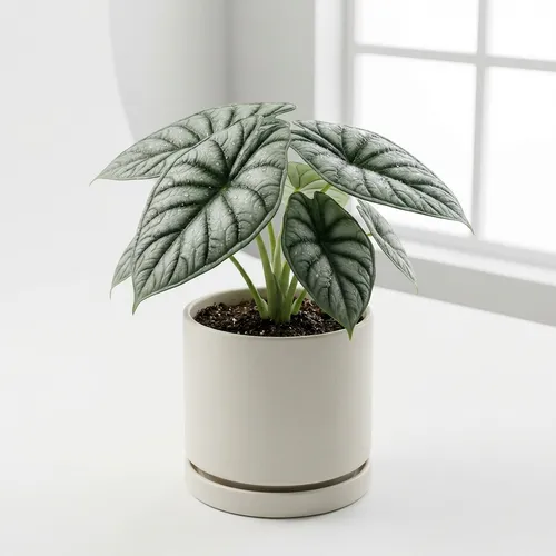 Alocasia Silver Dragon