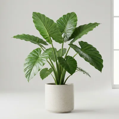 Alocasia