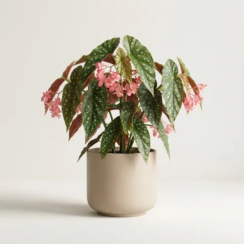 Angel Wing Begonia