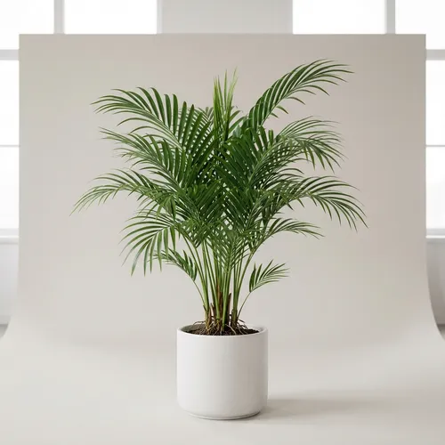 Areca Palm