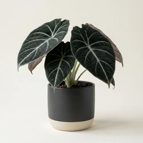 Black Velvet Alocasia