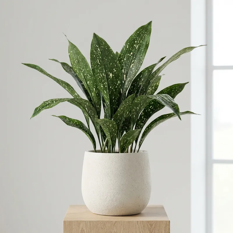 Cast Iron Plant 'Milky Way'