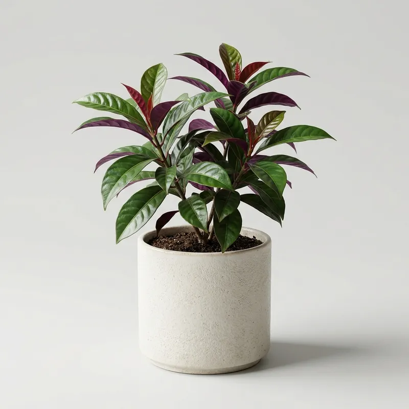 Chinese Croton