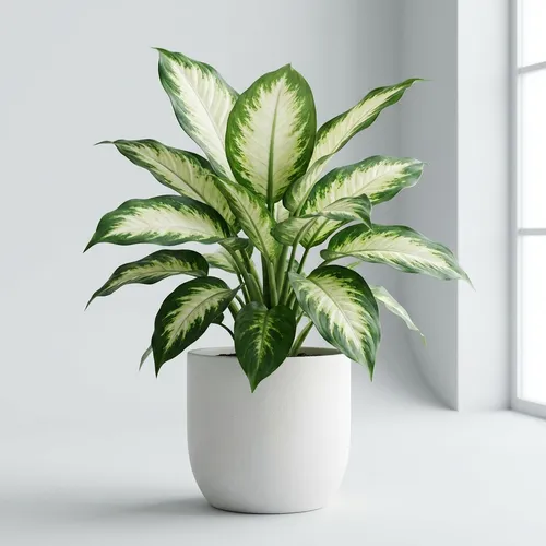 Dieffenbachia 'Camille'