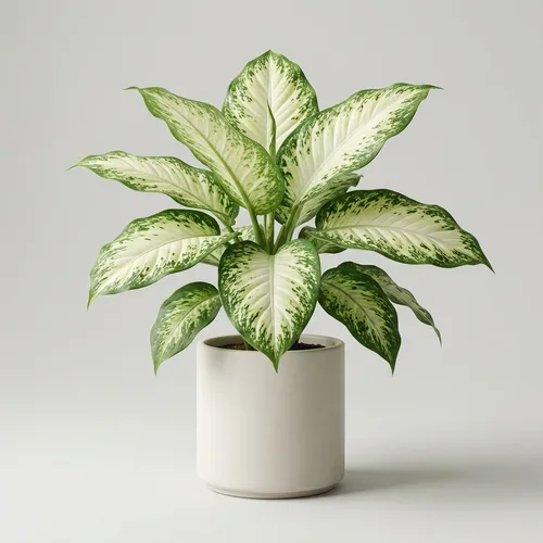 Dieffenbachia 'Tropic Snow'