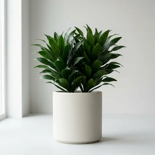 Dracaena Compacta