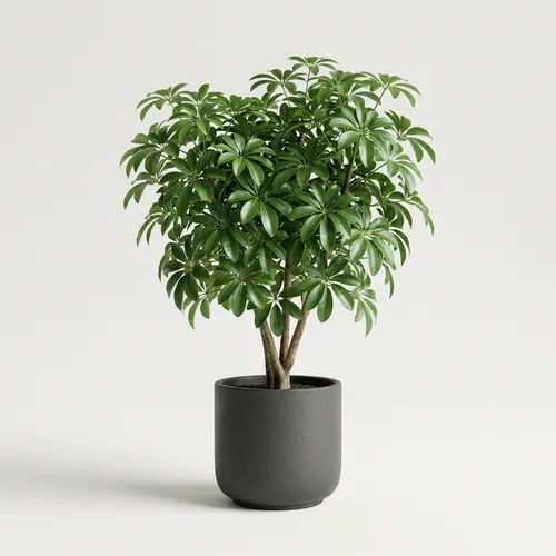 Dwarf Umbrella Tree