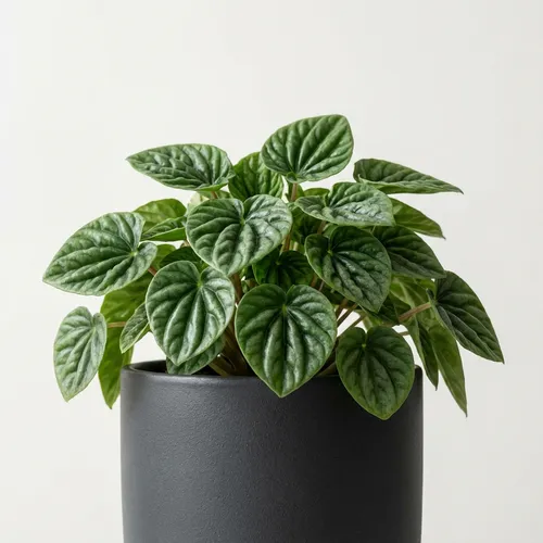 Emerald Ripple Peperomia