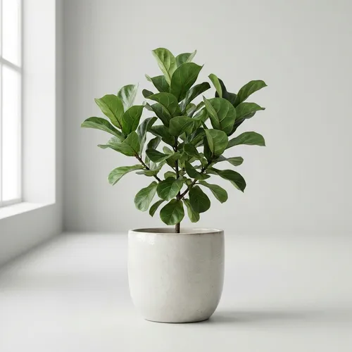 Fiddle Leaf Fig 'Bambino'