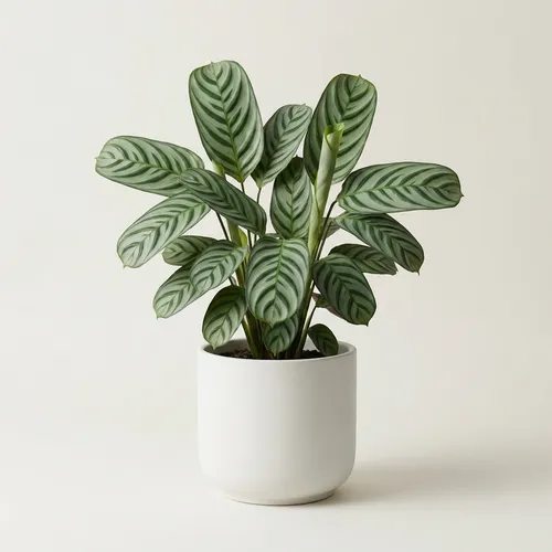 Fishbone Prayer Plant