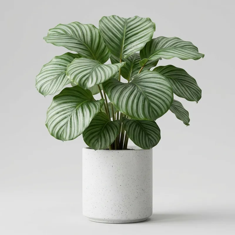 Goeppertia orbifolia