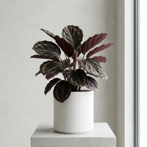 Goeppertia roseopicta 'Dottie'