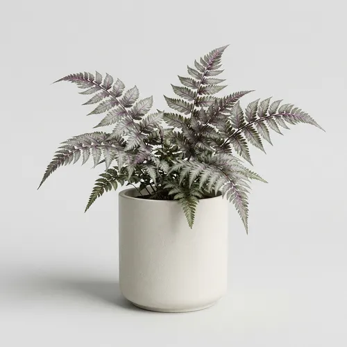 Japanese Painted Fern