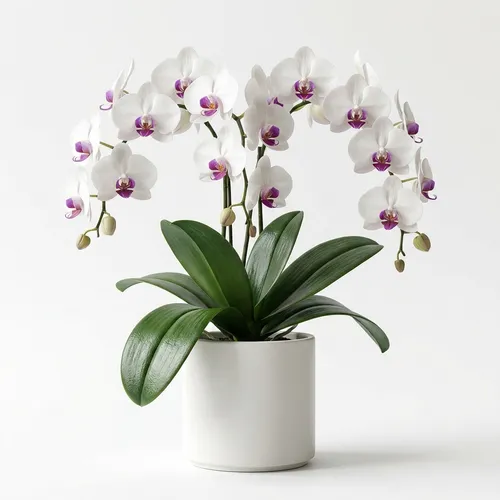 Moth Orchid