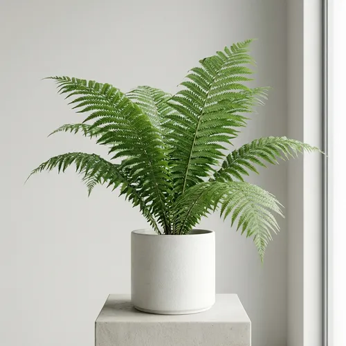Ostrich Fern