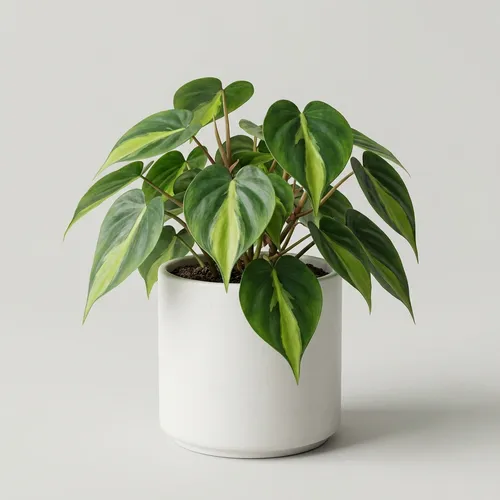 Philodendron Brasil