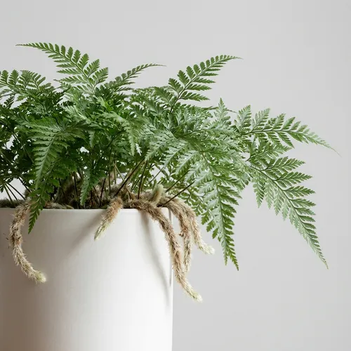 Rabbit's Foot Fern