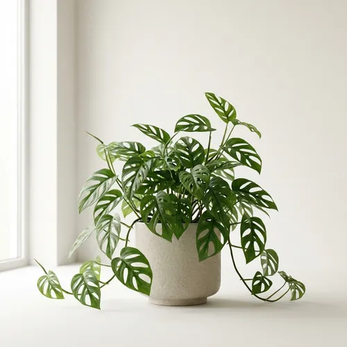 Rhaphidophora tetrasperma