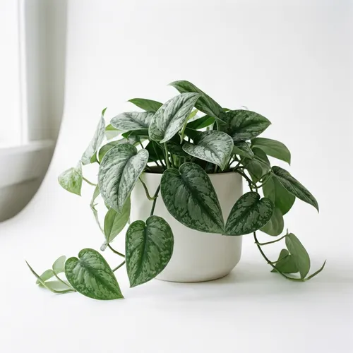 Satin Pothos