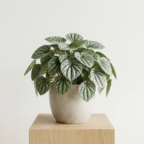 Silver Ripple Peperomia