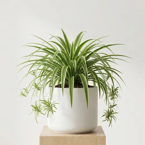 Spider Plant 'Vittatum'
