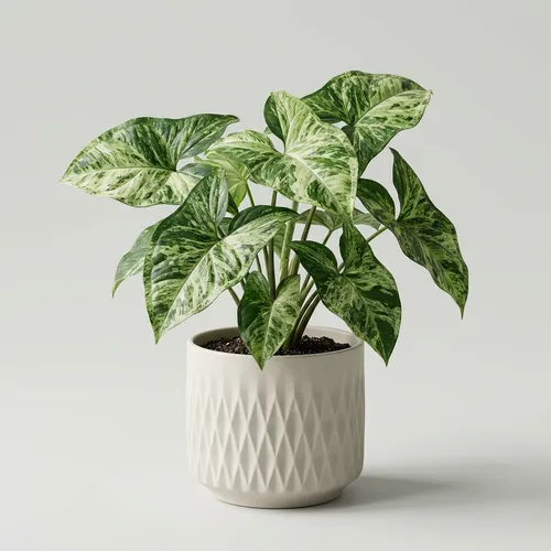 Syngonium podophyllum 'Mojito'