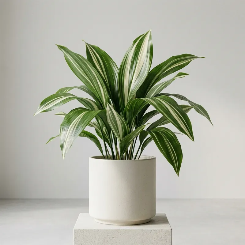 Variegated Cast Iron Plant