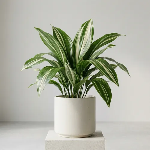 Variegated Cast Iron Plant