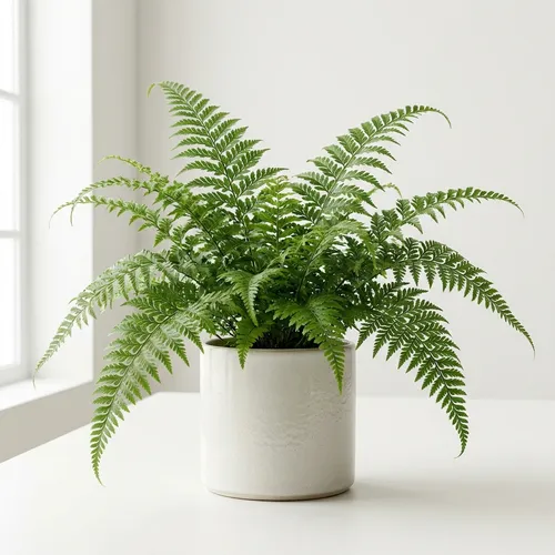 Whitman Fern