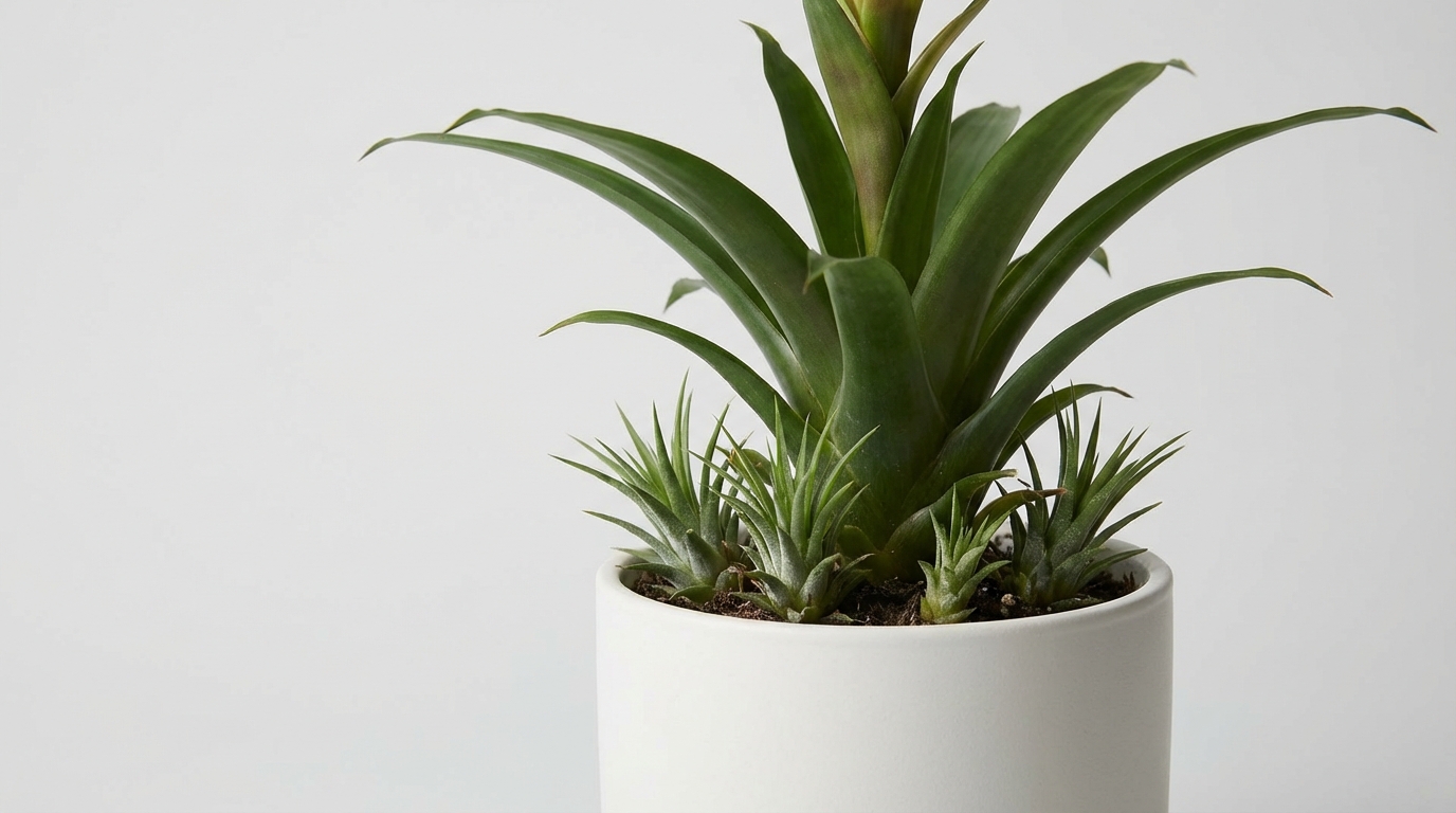 Young Bromeliad Pups