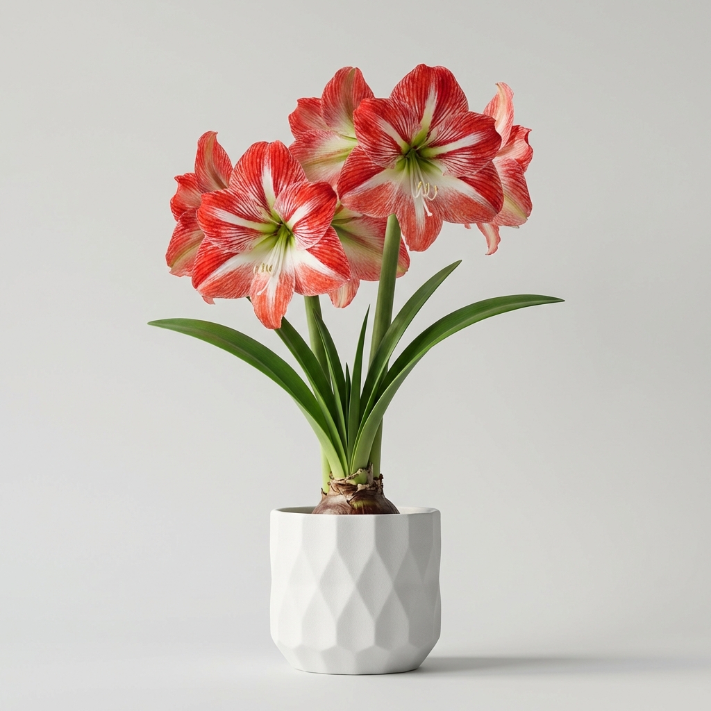 Amaryllis
