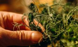 Featured image of post Beyond Basil: Growing and Using Non-Toxic Culinary Herbs Indoors Year-Round