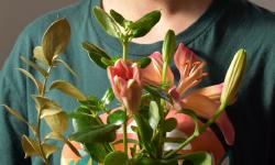 Featured image of post Breathe Deep: Choosing Air‑Purifying Houseplants for Better Indoor Air Quality