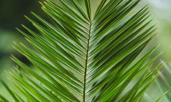 Featured image of post Caring for Parlor Palm (Chamaedorea elegans): A Petite Palm for Subtle Indoor Elegance