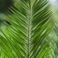 Caring for Parlor Palm (Chamaedorea elegans): A Petite Palm for Subtle Indoor Elegance