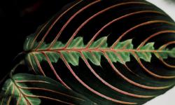 Featured image of post Caring for the Prayer Plant (Maranta leuconeura) as a Gentle Reminder to Pause
