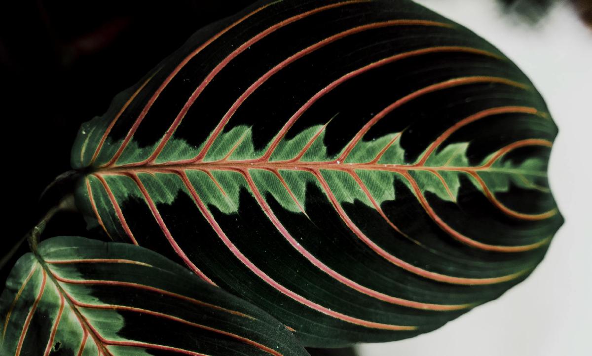 Featured image of post Caring for the Prayer Plant (Maranta leuconeura) as a Gentle Reminder to Pause