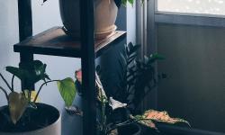 Featured image of post Caring for the Sensitive String of Pearls (Senecio rowleyanus): Light, Water, and Propagation Essentials