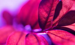 Featured image of post Color Therapy with Houseplants: Using Hues to Support Well-being