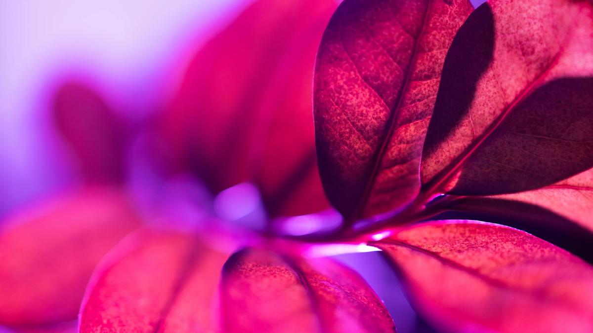 Featured image of post Color Therapy with Houseplants: Using Hues to Support Well-being