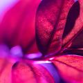 Color Therapy with Houseplants: Using Hues to Support Well-being