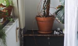 Featured image of post Creating a Focal Plant Display with Layered Textures