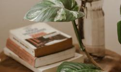 Featured image of post Creating a Tranquil Green Nook with Low-Light Houseplants