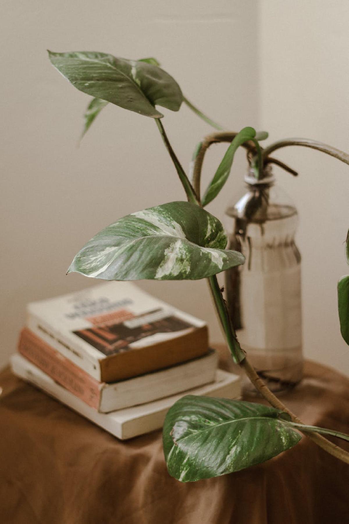 Featured image of post Creating a Tranquil Green Nook with Low-Light Houseplants