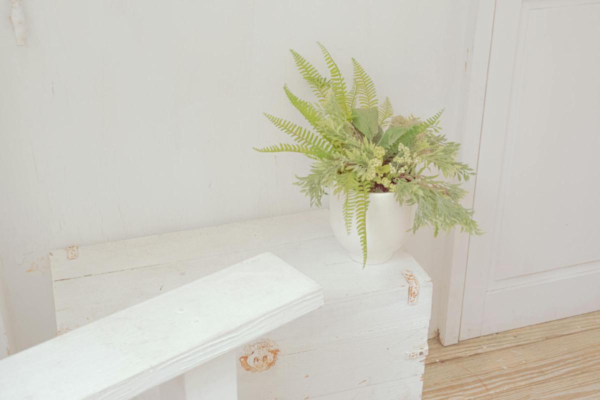 Featured image of post Creating Minimalist Fern Displays for Small Spaces