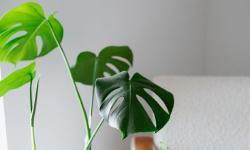 Featured image of post Eco‑Friendly Potting: Sustainable Materials and Practices for Your Indoor Garden