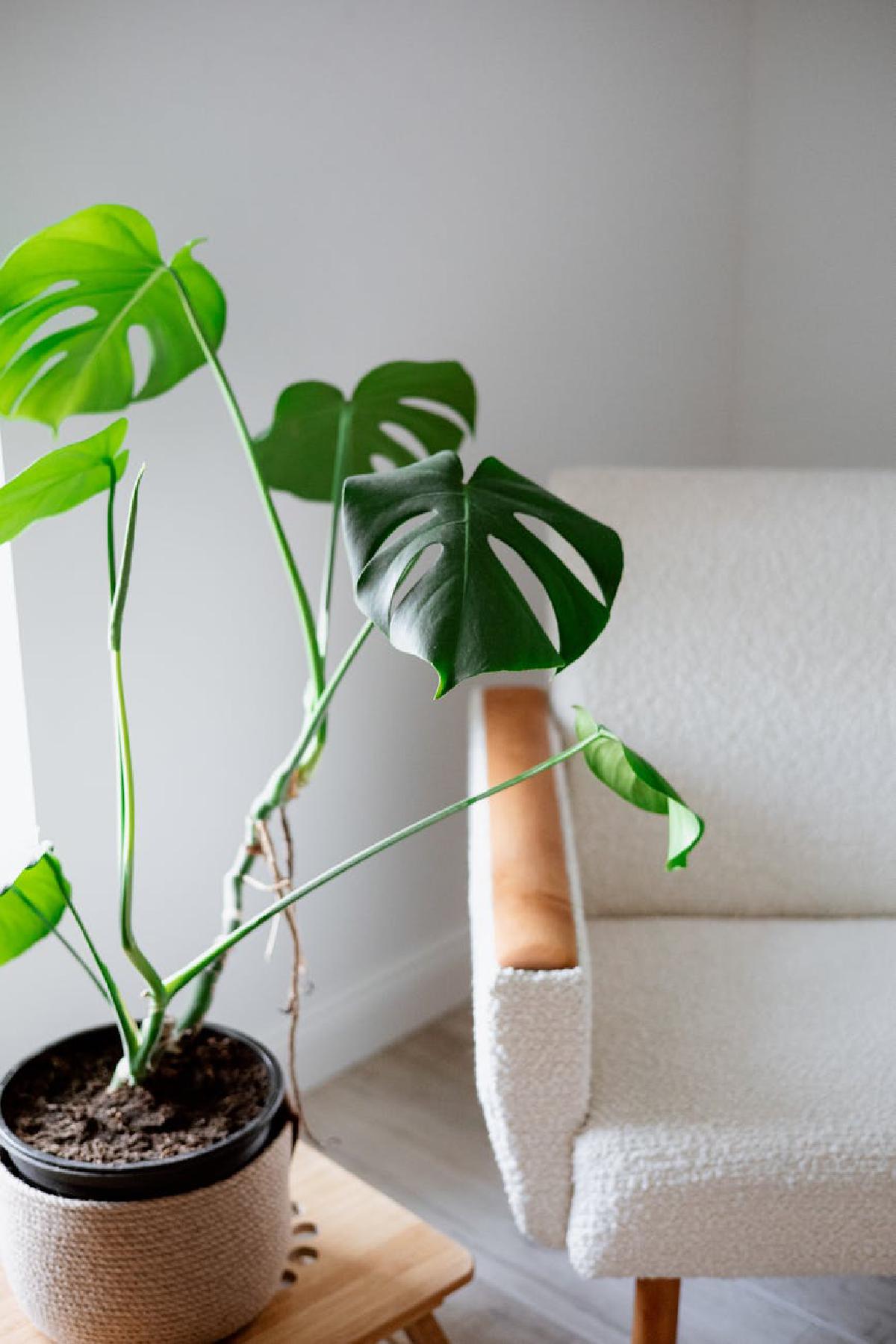 Featured image of post Eco‑Friendly Potting: Sustainable Materials and Practices for Your Indoor Garden